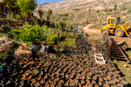 Al-Arz;Iris;Iris-Cedreti;Kaleidos;Kaleidos-images;Lebanon;Middle-East;Near-East;Proche-Orient;Tarek-Charara;Flowers;Endemic;Endangered-species;Endemic-species;Critically-endangered;Critically-endangered-species